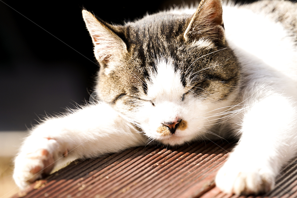 고양이,동물,포유류,길냥이,cat,animal,pet,낮잠,동물,animal,포유류,mammal,고양이,cat,kitten,kitty