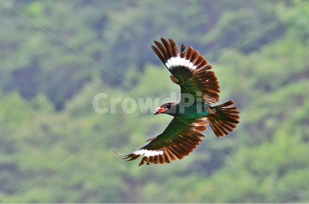 tree,나무,plant,식물,flying,나는,animal,동물,bird,새,파랑새,새집,육추,동물,animal,조류,새,birds