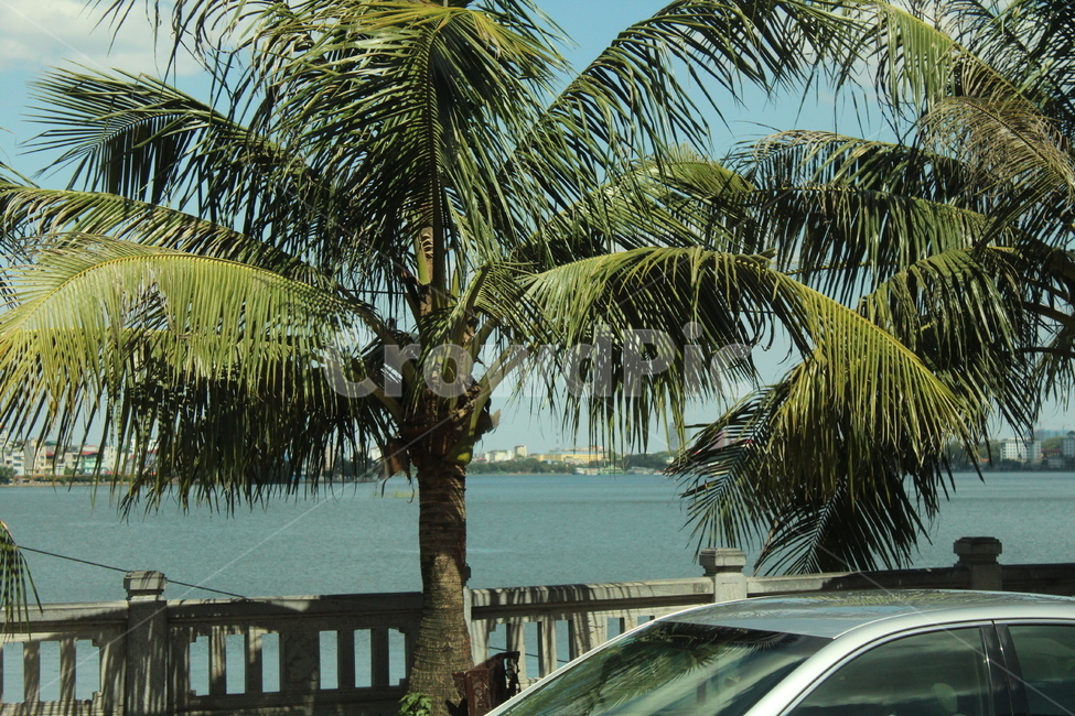 plant,식물,tree,나무,palmtree,여름,summer,여름바다,풍경,나무,trees,wood