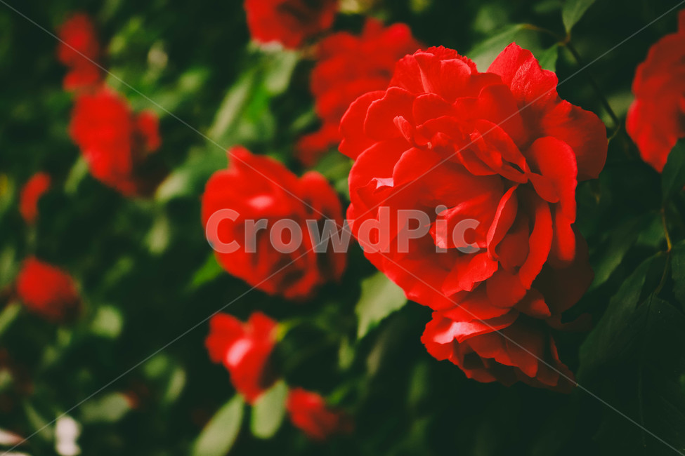 꽃,장미,색상,레드,빨강,봄,flower,plant,blossom,식물,자연,plants,nature,꽃,flower