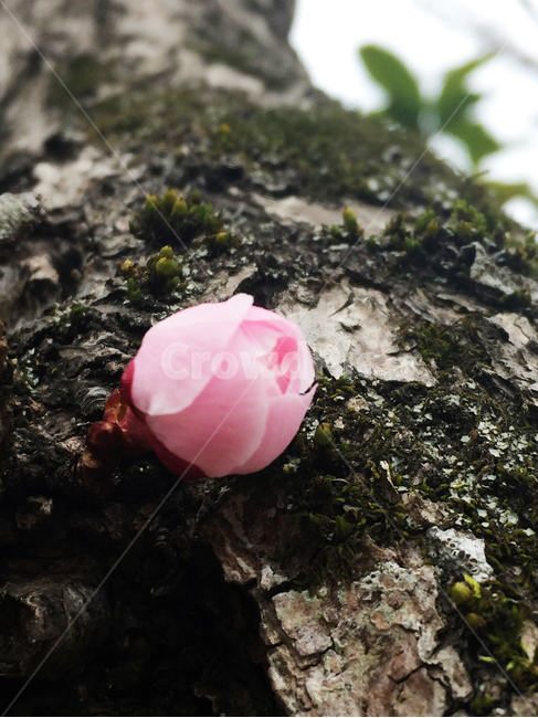 꽃몽우리,꽃,겹벚꽃,나무,봄,식물,자연,plants,nature,꽃,flower