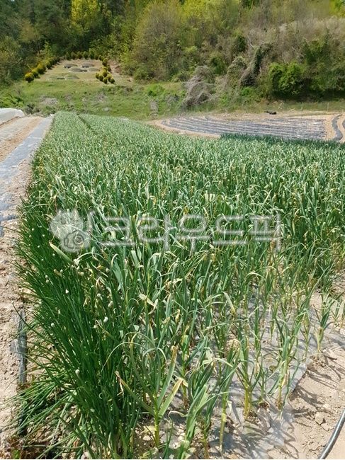 plant, 식물, 밭, 파, 파밭, 사진,이미지,일러스트,캘리그라피 - 일상이좋다작가