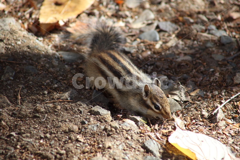 야생동물,다람쥐,줄무늬다람쥐,동물,squirrel,chipmunk,한국다람쥐,Siberianchipmunk,동물,animal,포유류,mammal