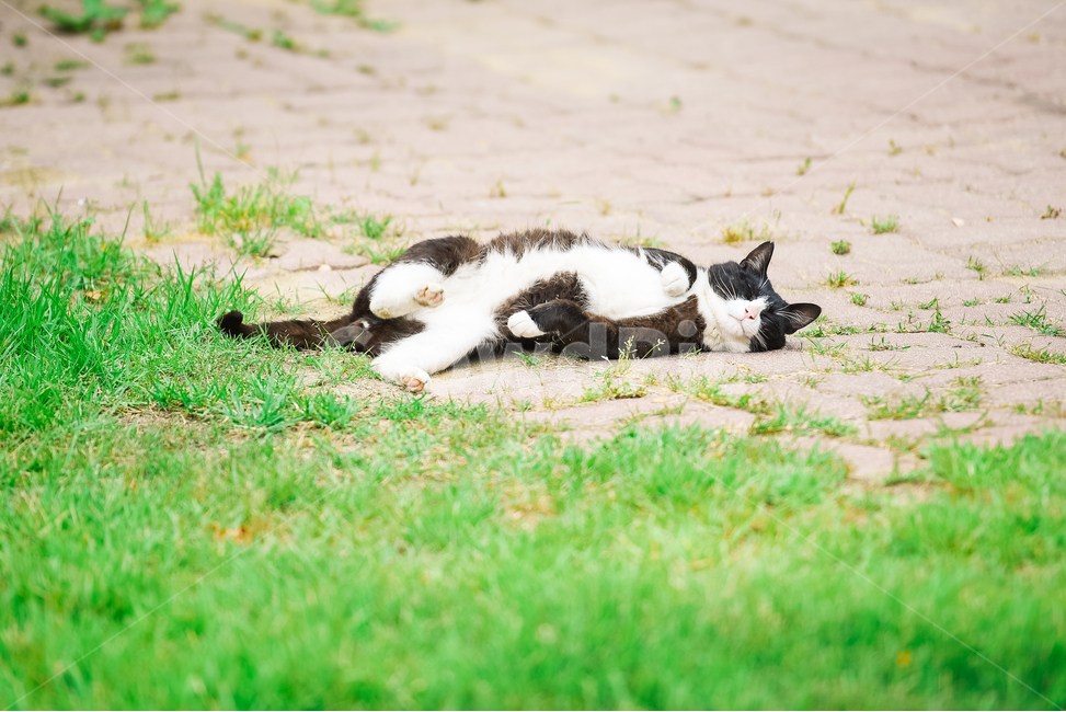 고양이,캣,냥냥이,길고양이,삼색이,치즈냥,냥,cat,동물,동물,animal,포유류,mammal,고양이,cat,kitten,kitty