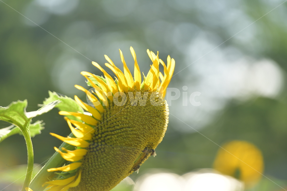 plant,식물,flower,blossom,꽃,식물,자연,plants,nature,꽃,flower