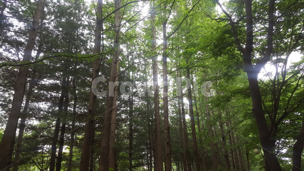 가로수,나무,거리,여름,조경,수풀