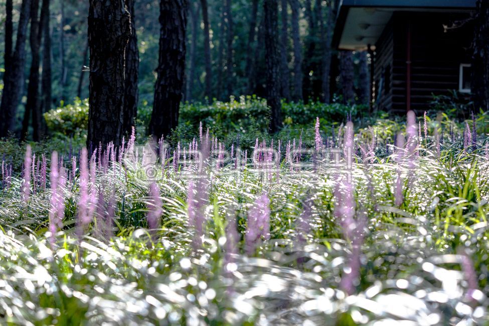 shelter,nature,woodland,tree,vegetation,building,flower,small forest,grove,outdoors,Maekmundong,purple,lavender