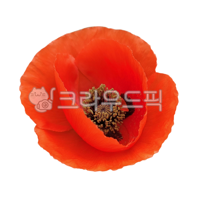 poppy,flower,red flower,Red,petal,poppyflower,poppy flower