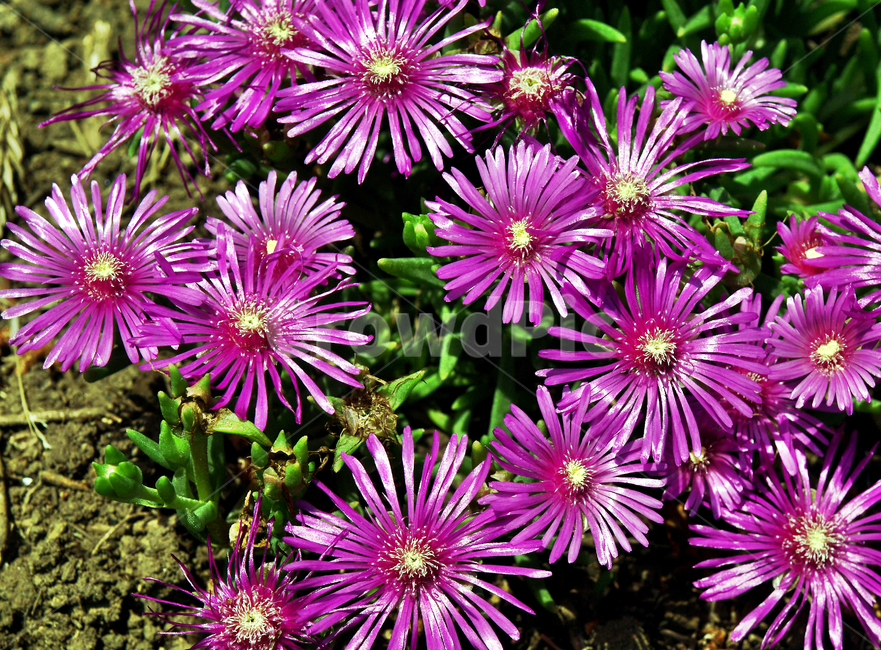 송엽국,사철채송화,남아프리카,꽃,식물,여러해살이풀,다년생초본,식물,자연,plants,nature,꽃,flower