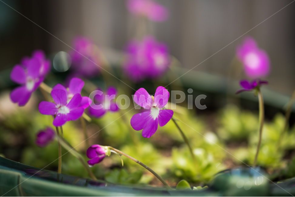 봄꽃,꽃,잔디꽃,분홍,예쁘다,식물,자연,plants,nature,꽃,flower