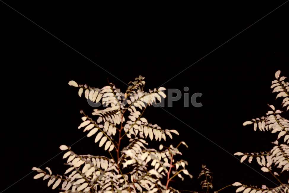 밤,식물,나무,어둠,조용한,자연,플래시,야경,밤,풍경,nightscape,night,landscape,식물,자연,plants,nature,나무,trees,wood,plant,tree