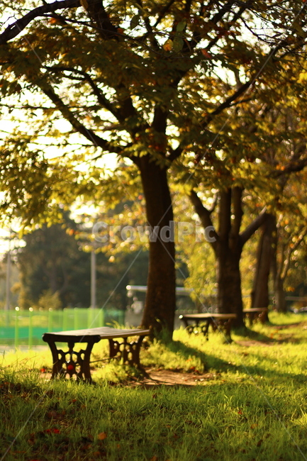 가을,벤치,캠퍼스,계절,나무,fall,bench,나무벤치,wood,tree,햇살,sunshine,광주,전남대,가을,계절,fall,autumn,season,자연,풍경,nature,landscape,grass,잔디,plant,식물,furniture,가구