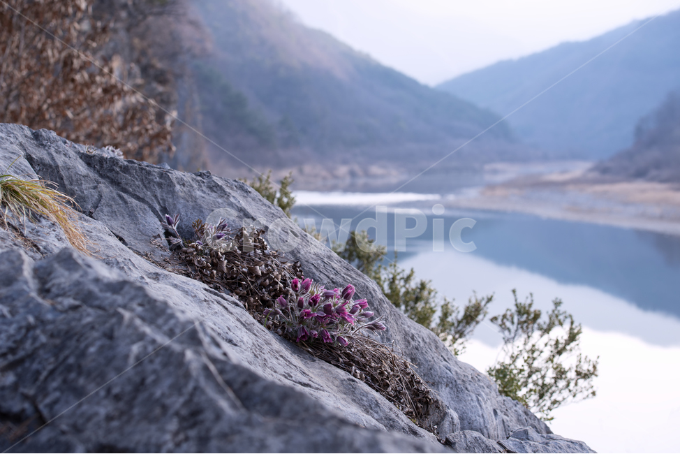 동강할미꽃,할미꽃,식물,꽃,자생식물,야생화,동강,오브젝트,보라색,자연,봄,솜털,자주색,햇빛,토종,바위,화려한,들꽃,접사,근접,한국,자생종,봄꽃,배경,낙엽,절벽,강가,강변,아침,식물,자연,plants,nature,꽃,flower