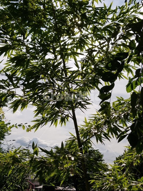 나뭇잎,숲,서울숲,잎사귀,풀,초록색,나뭇가지,자연
