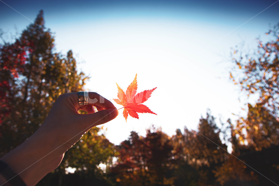 leaf,잎,plant,식물,tree,나무,maple,human,인간,person,사람,계절,하늘,손,가을,계절,fall,autumn,season,단풍