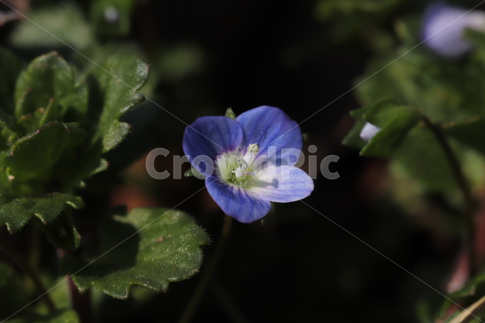 꽃,flower,plant,식물,큰개불알풀꽃,봄까치,봄소식