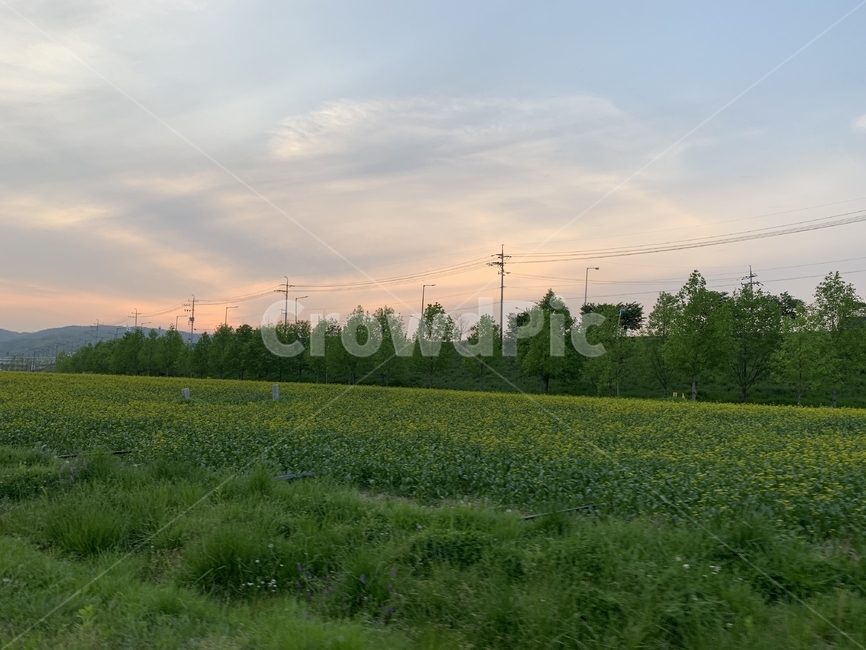 노을,풀밭,넓은풀밭,하늘,꽃밭,sunset,감성,유채꽃,풍경,meadow,날씨,맑음,평온