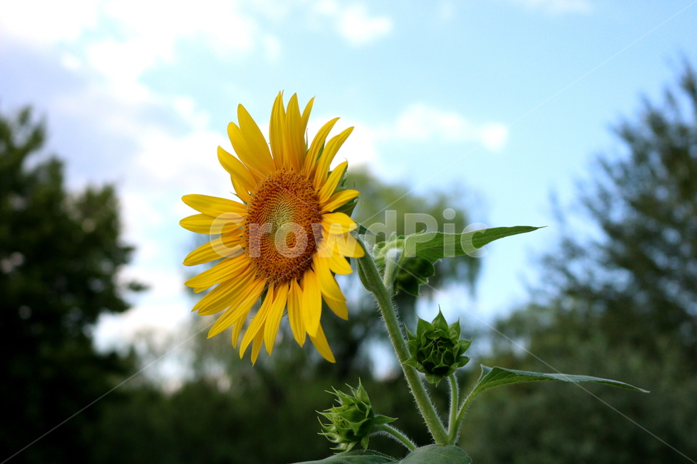해바라기,해바라기꽃,꽃,식물,나무,씨,해바라기씨,자연,여름,계절,summer,season,식물,자연,plants,nature,꽃,flower,plant,blossom