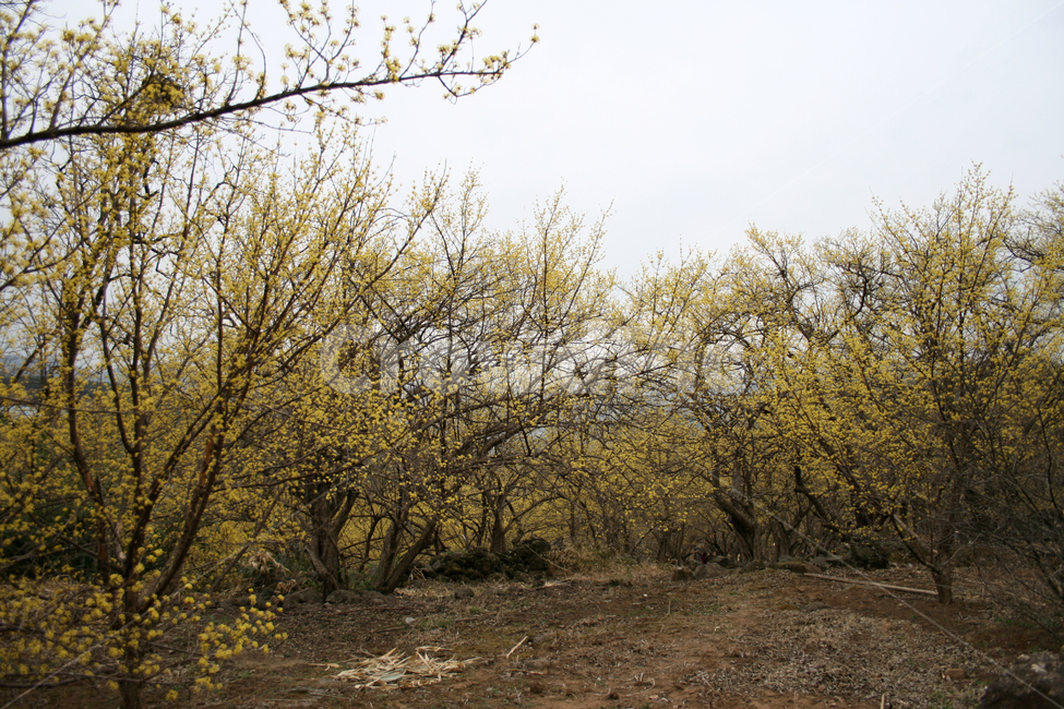 산수유,봄,봄날,봄꽃,꽃,노란색,감성,spring,flower,봄길,풍경,봄,계절,spring,season,식물,자연,plants,nature,꽃,flower,tree,나무,plant