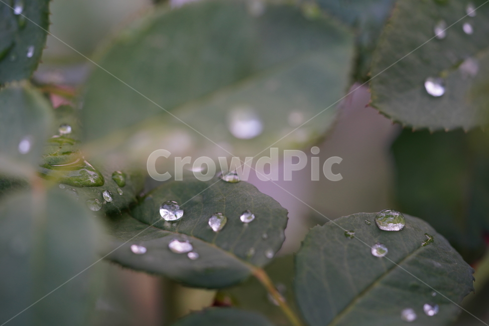 식물,자연,잎,물방울,이슬,비,액체,접사,감성,water,물,식물,자연,plants,nature