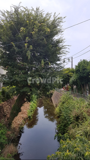 ditch,도랑,물,water,나무,tree