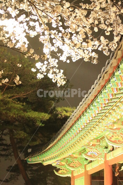 벚꽃,꽃,봄꽃,봄,한국전통,건출물,spring,풍경,벚꽃나무,계절,나무,자연,식물,flower,wood,trees,flowers,feeling,cherryblossom,밤,밤풍경,한국전통풍경,건물외관,야경,한옥,night