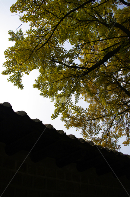 가을,단풍,나무,식물,plant,자연,nature,기와지붕,가을,계절,fall,autumn,season,tree,tree trunk,나무 줄기,leaf,잎