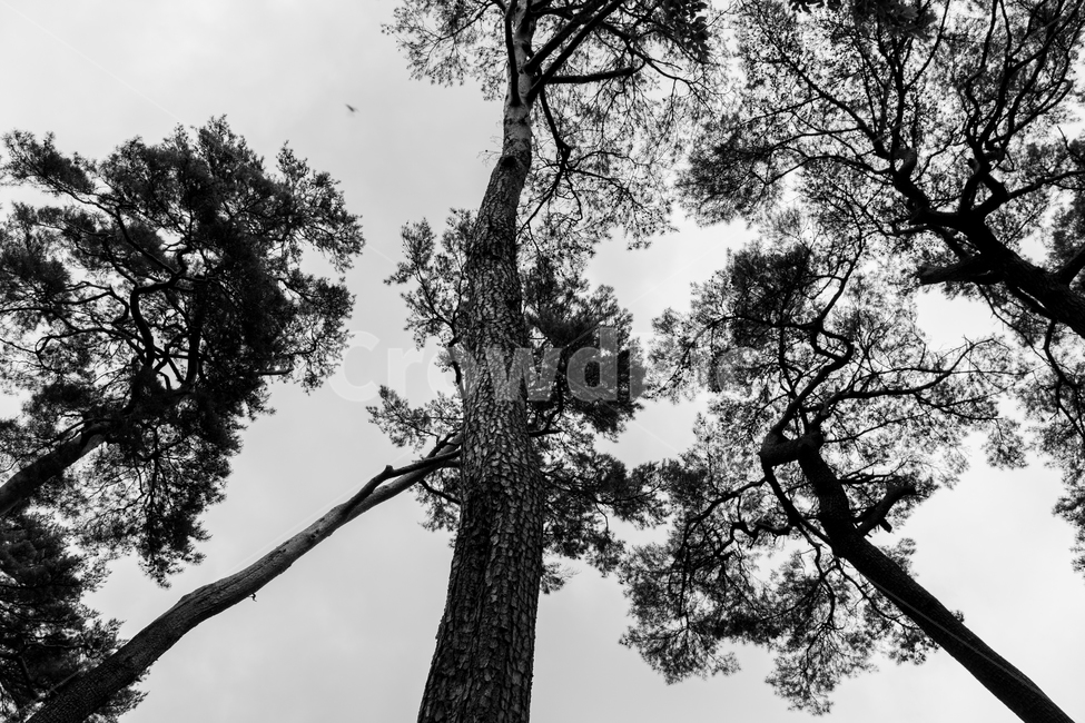 식물,자연풍경,나무,한국자연풍경,흑백,식물,자연,plants,nature,나무,trees,wood,흑백,모노톤,monochrome,black and white