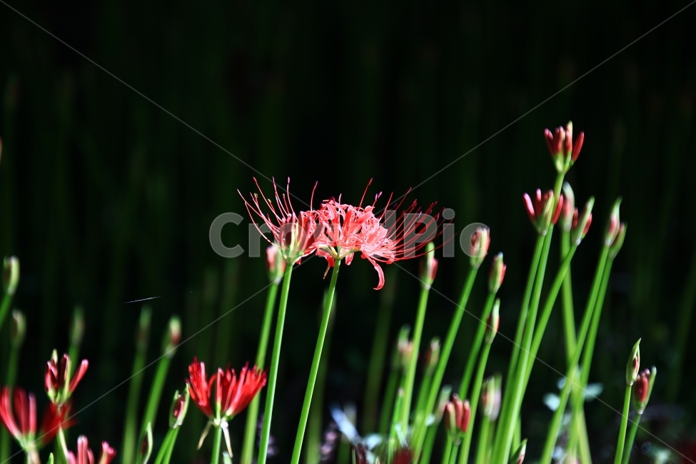 상사화,꽃무릇,꽃,붉은꽃,불갑사,flower,식물,자연,plants,nature,꽃,flower