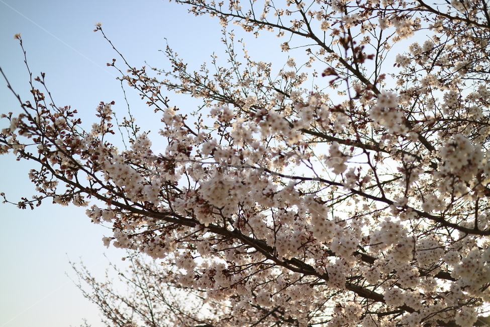 벚꽃,꽃,봄,나무,plant,식물,blossom,flower