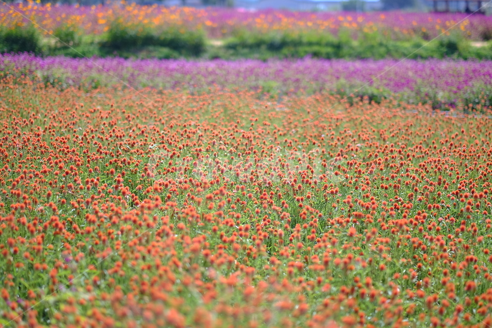 천일홍,나리공원,꽃,풍경,양주,식물,자연,풍경,nature,landscape,plant,blossom,flower