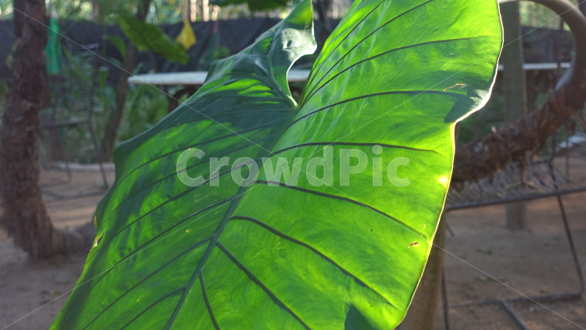 leaf,잎,plant,식물,햇빛,초록,green,잎맥
