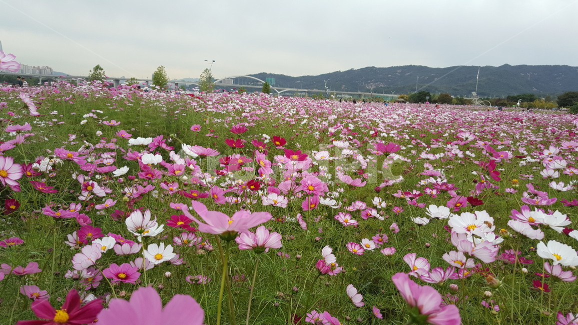 가을꽃,가을,코스모스,꽃축제,꽃,가을,계절,fall,autumn,season,자연,풍경,nature,landscape,plant,식물