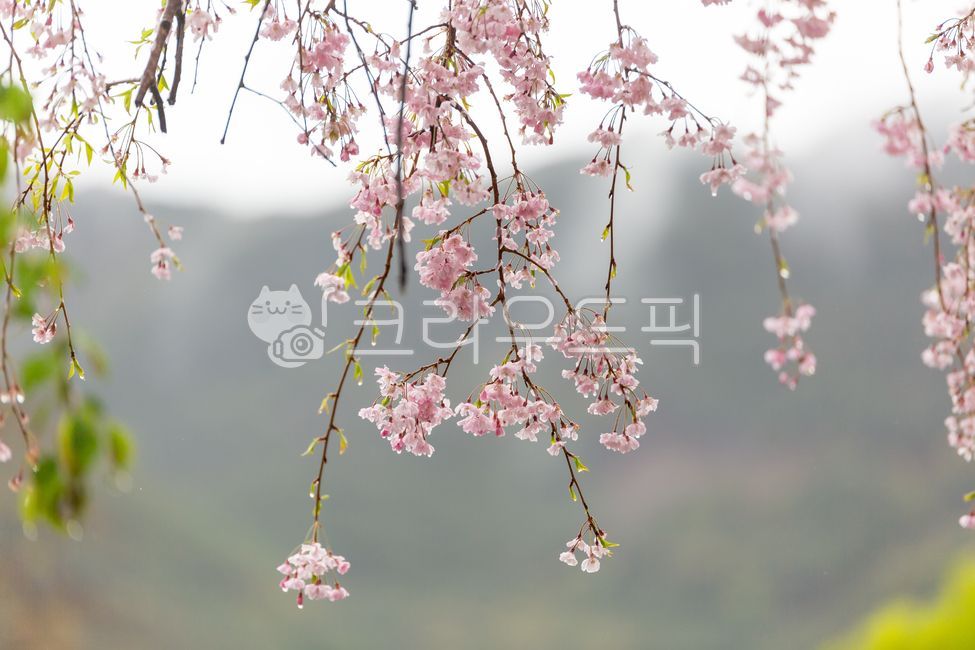 close up,forest,Cherry Blossom,cherryblossom,branch,flower,spring flowers,spring,outdoor,White,petal,white,plant,season