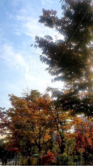 나무,식물,단풍,가을,하늘,구름,가을,계절,fall,autumn,season,tree,plant