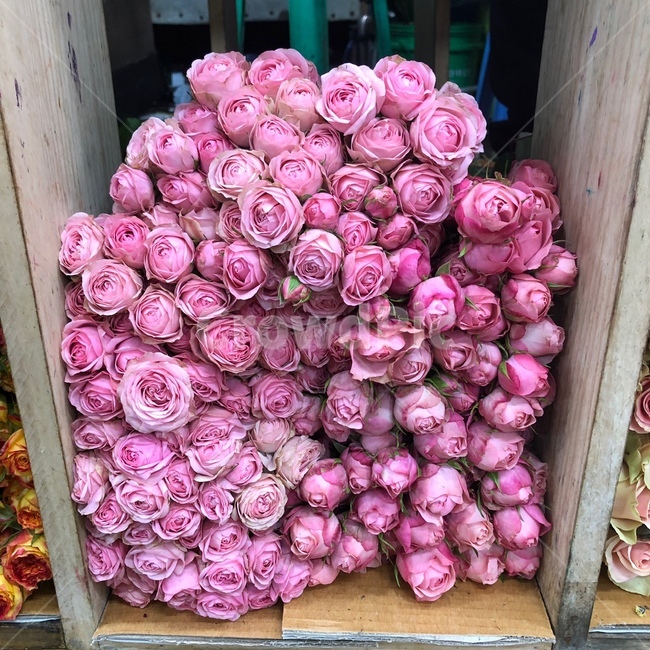 plant,식물,꽃,장미,꽃시장,식물,자연,plants,nature,꽃,flower