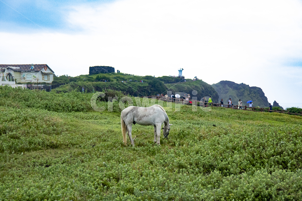 제주도,섭지코지,초원,들판,백마,말,절벽,자연,nature,field,outdoors,grassland,동물,animal,포유류,mammal,목축업,목장,livestock farming,ranching,pasture