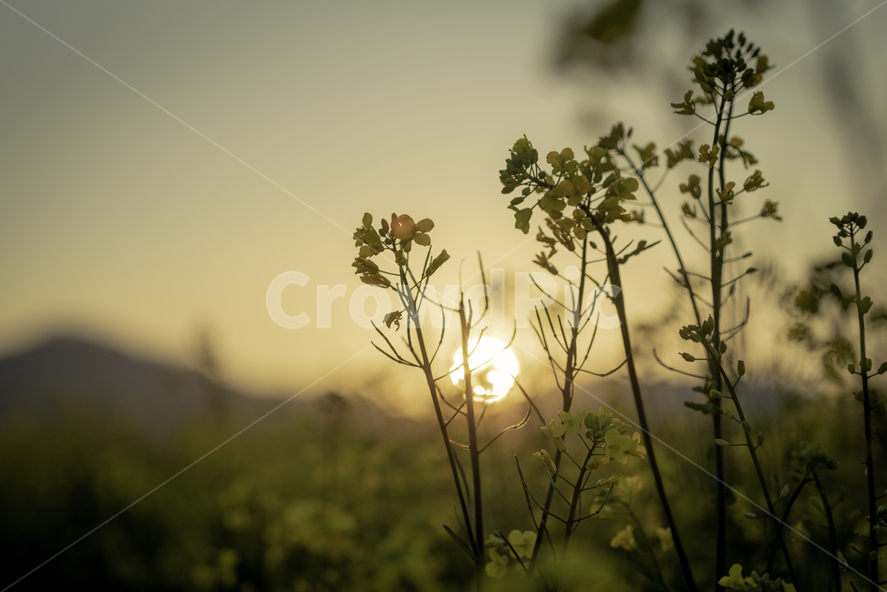 자연,일몰,계절,해질녘,유채꽃,꽃,노을,봄,식물,자연,plants,nature,꽃,flower