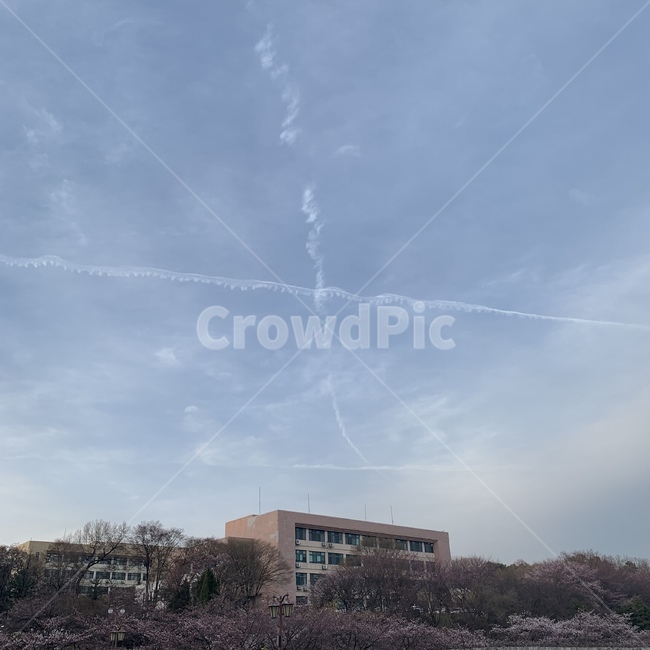 구름,학교,벚꽃,풍경,자연,하늘