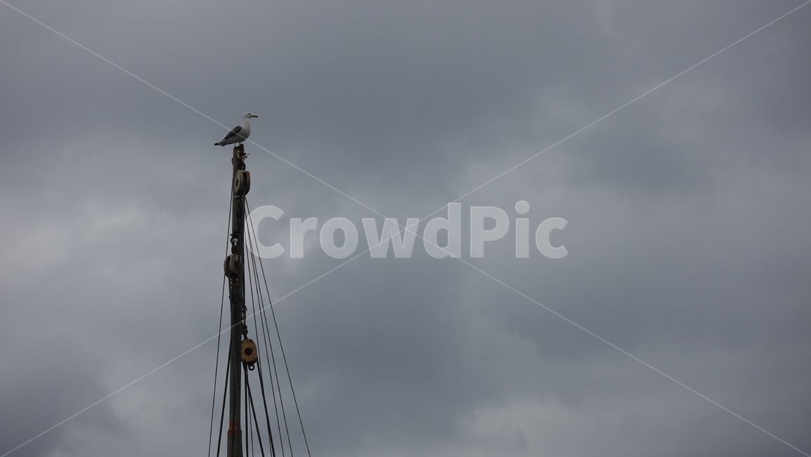 nautical,배,boat,갈매기,돛대,하늘,cloudy,cloud,회색