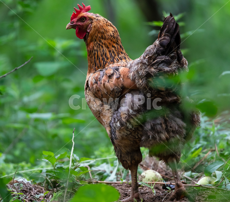 poultry,가금류,animal,동물,chicken,치킨,닭,장닭,rooster,동물,animal,조류,새,birds