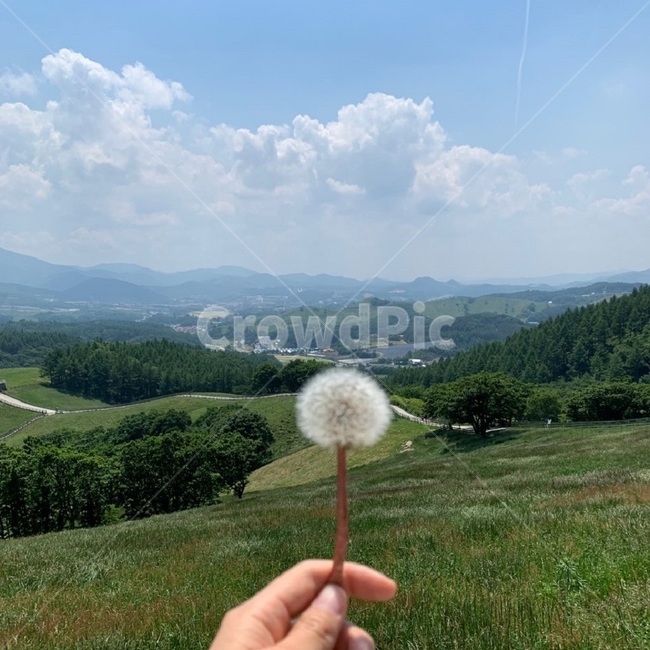민들레,푸른,푸른하늘,하늘,맑음,뭉개구름,휴식,편안함,맑은하늘,풍경,배경,그림,하늘색,초록색,산,손가락,자연,풍경,nature,landscape,plant,식물