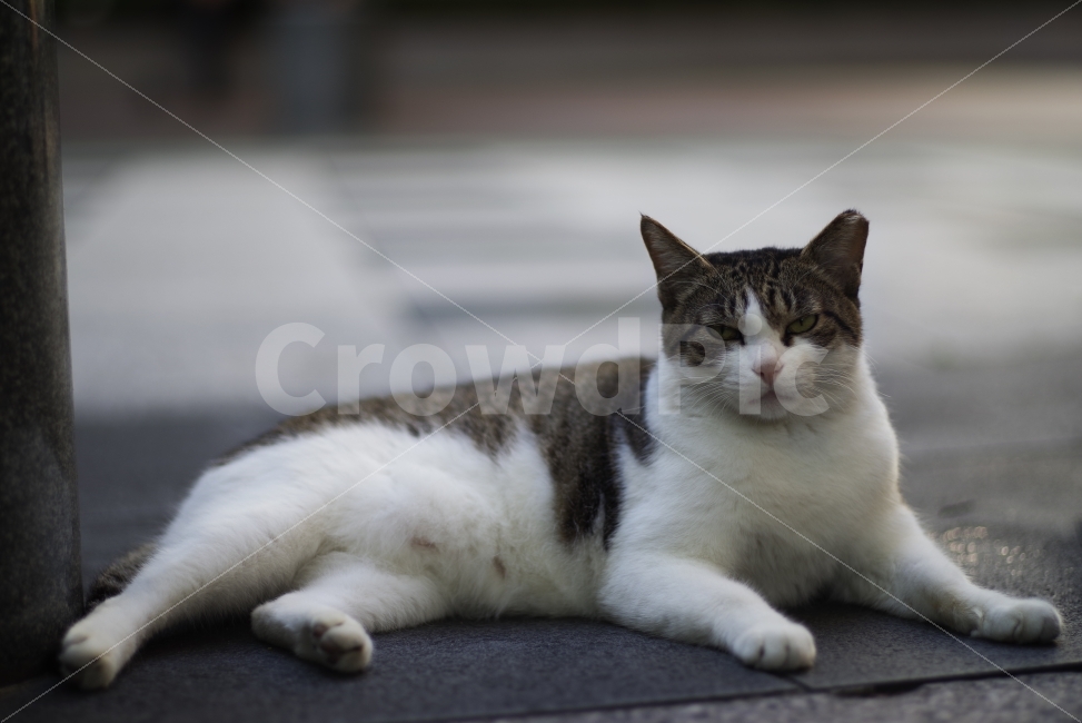고양이,길고양이,길냥이,동물,애완동물,반려동물,배경화면,바탕화면,예쁜사진,감성,감성사진,야생,야생동물,야생고양이,자연,생명,포유류,cat,kitty,kitten,cute,lovely,adorable,pet,animal,beauty,beautiful,street,streetcat,stray,straycat,wild,wildlife,wildanimal,wildcat,nature,natural,동물,animal,포유류,mammal,고양이,cat,kitten,kitty
