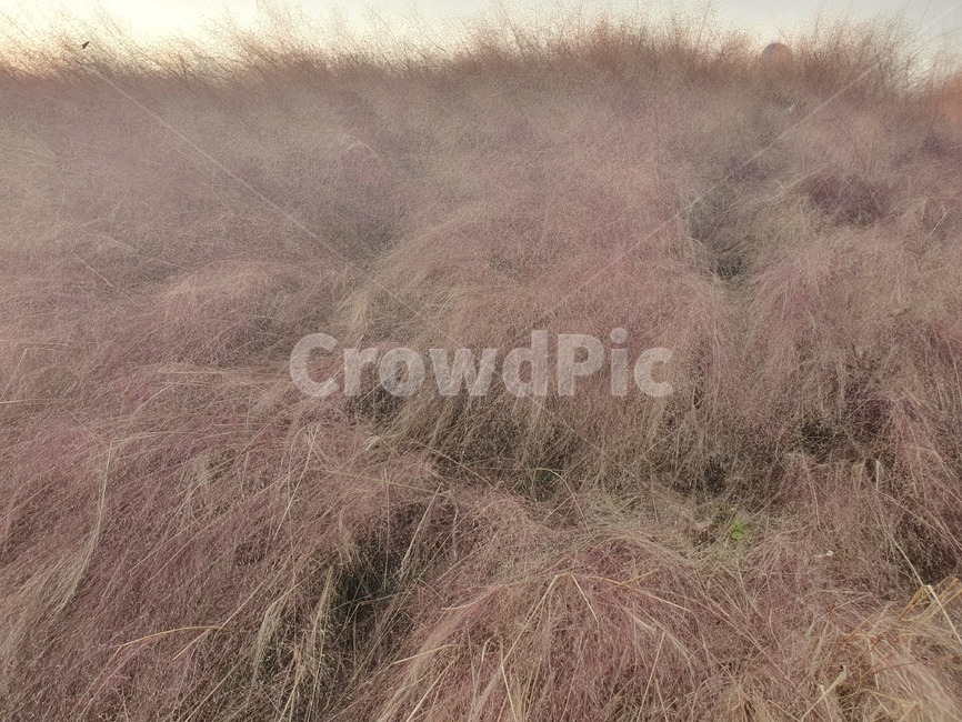 풍경,핑크뮨리,가을축제,식물,예쁜가을풍경,식물,자연,plants,nature