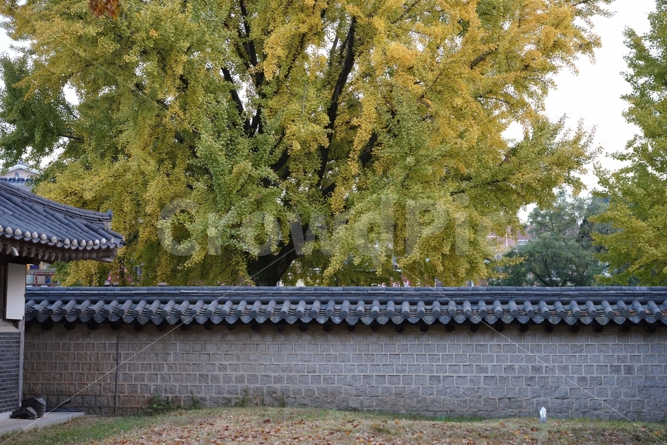 돌담,한옥,은행나무,노랑색,단풍,가을,한국전통,한국문화,korean traditional,korean culture,식물,자연,plants,nature,나무,trees,wood,건축물,건물외관,exterior,building,structure,architecture,construction
