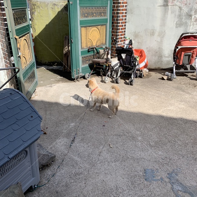 시골,개,강아지,귀여움,뒷모습,동물,animal,포유류,mammal,개,강아지,dog,doggy