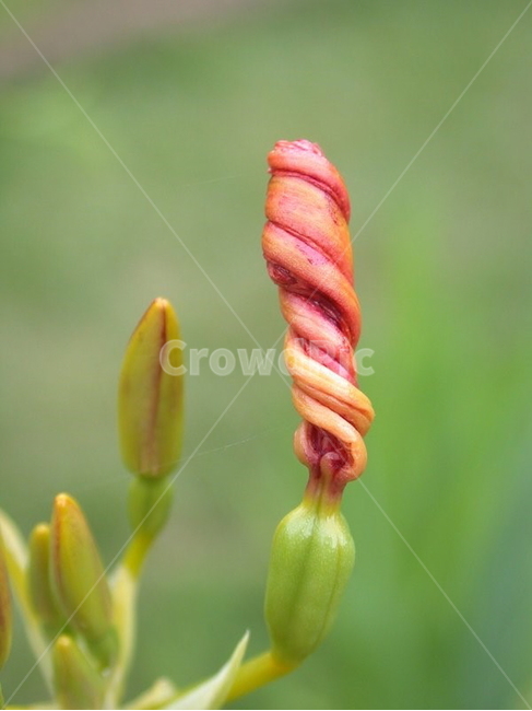 범부채꽃,여름꽃,주황색,씨방,다년생,관상용,식물,붓꽃과,여러해살이꽃,배경,배경이미지,배경화면,식물,자연,plants,nature