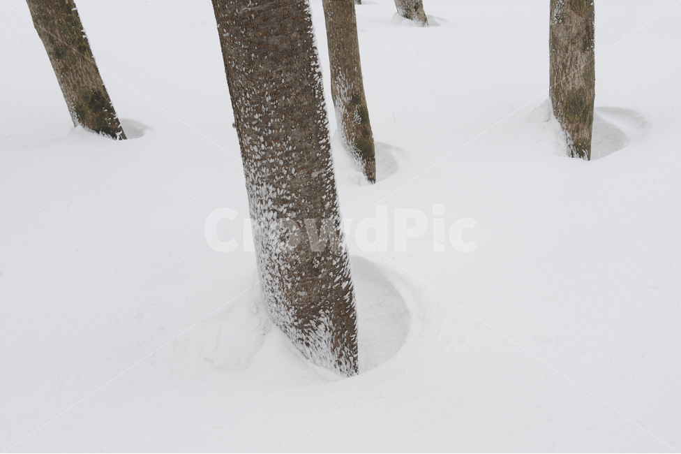 자연,겨울,눈,snow,winter,식물,나무,nature,tree,겨울,계절,winter,season,나무,trees,wood
