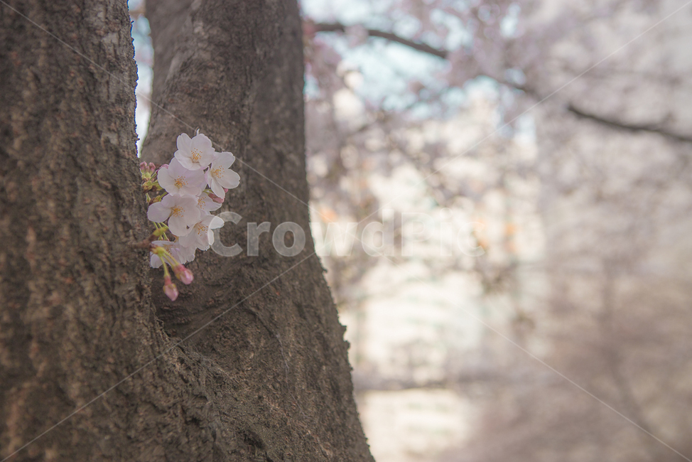 계절,봄,식물,꽃,색감,풍경,감성,봄,계절,spring,season,식물,자연,plants,nature,꽃,flower,감성,sensible,feeling,plant