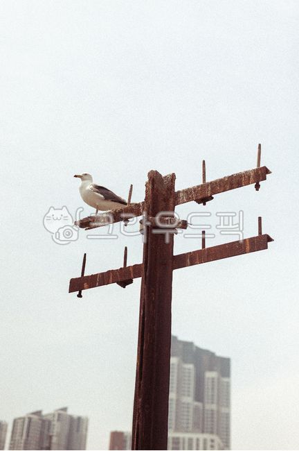 갈매기,전신주,갈매기전신주,아파트속전신주,소래포구,조류